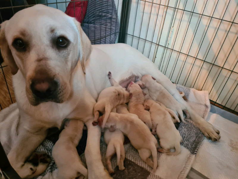 labrador puppies for sale on gumtree